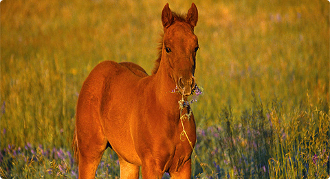 Our remuda stands above all the rest.