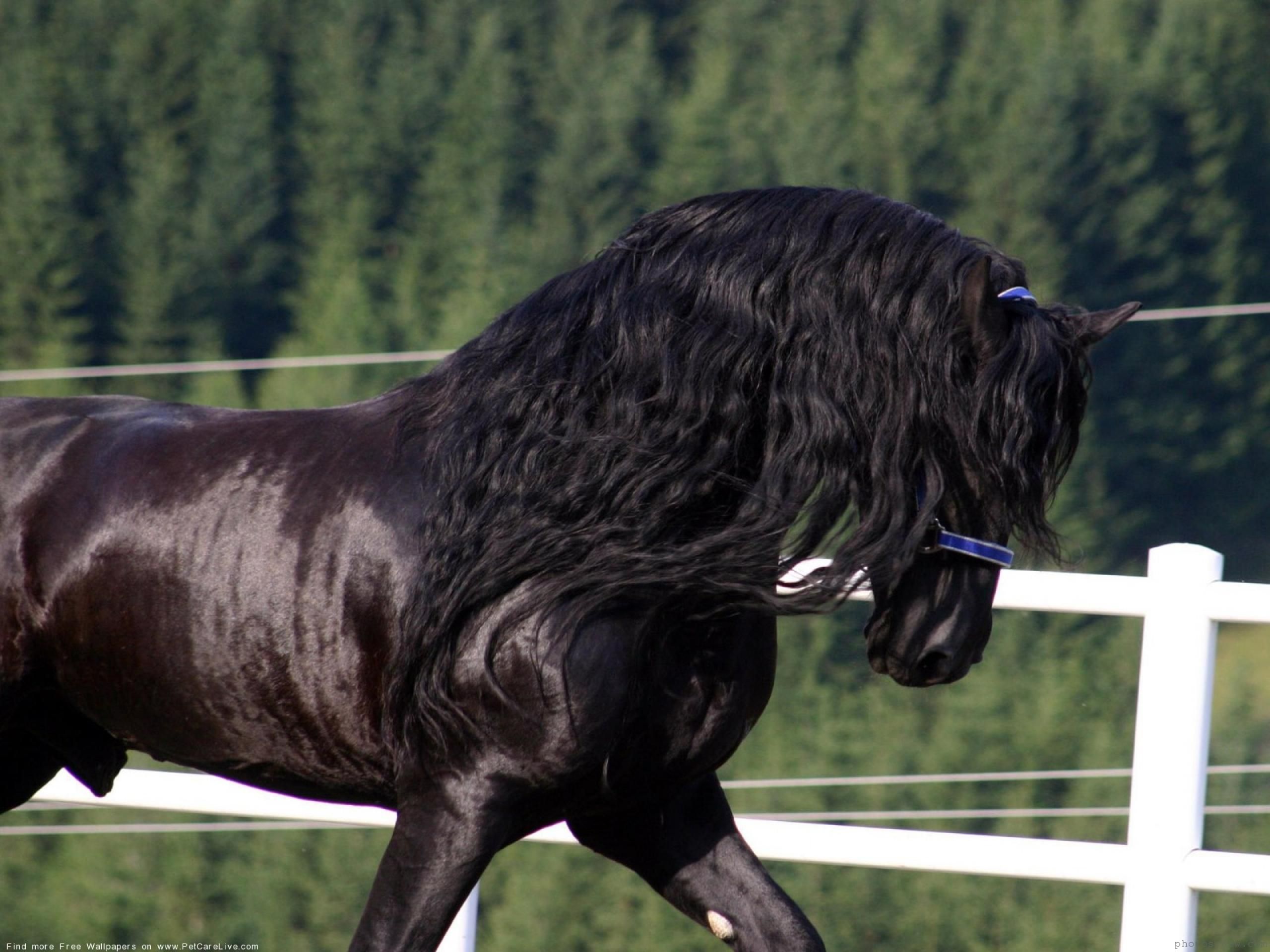 Породистый конь. Фризская порода лошадей Вороная. Фризская лошадь черная Жемчужина. Фриз Фризская лошадь.